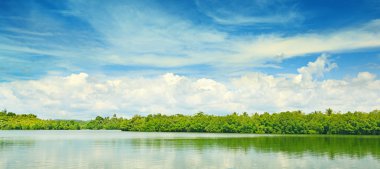 Equatorial mangroves clipart