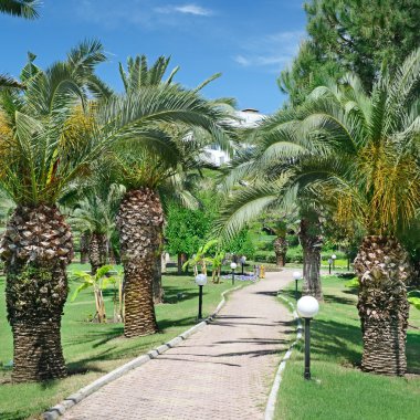 güzel hurma sokak Park