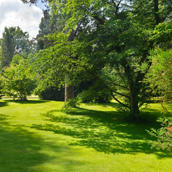 Beautiful clearing — Stock Photo, Image