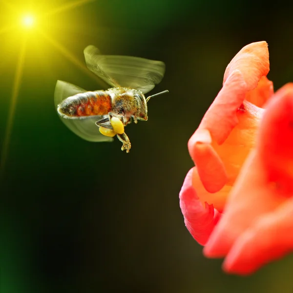 Abeille pollinisant une fleur — Photo