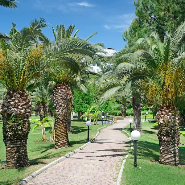 Bellissimo vicolo delle palme nel parco — Foto Stock