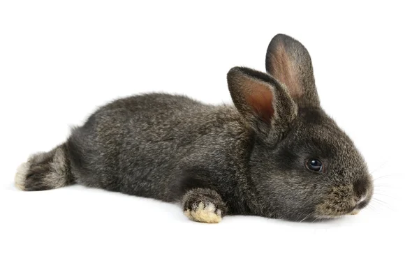 Black little rabbit — Stock Photo, Image