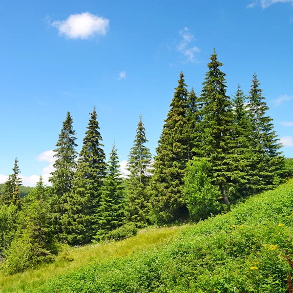 Prachtige pijnbomen — Stockfoto