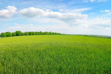 Bahar çayırı ve mavi gökyüzü    