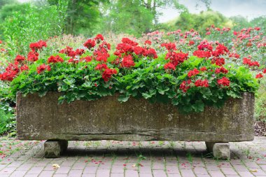 güzel flowerbed Park 