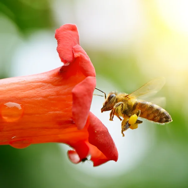 Honey bee — Stock Photo, Image