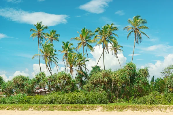 Coconut palms on the sandy shore — Stock Photo, Image