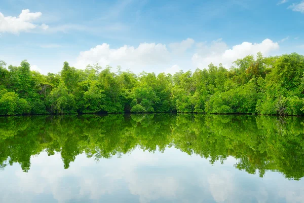 Mangroven en blauwe hemel — Stockfoto