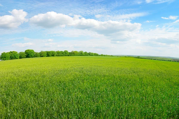春の牧草地と青空 — ストック写真