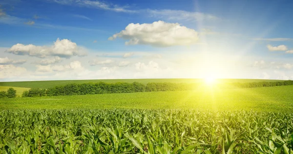 Beautiful sunset on corn field — Stock Photo, Image