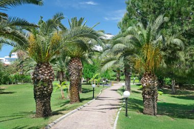 güzel hurma sokak Park