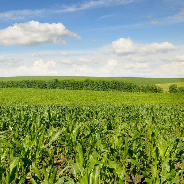 Sädesfält och vackra himmel — Stockfoto