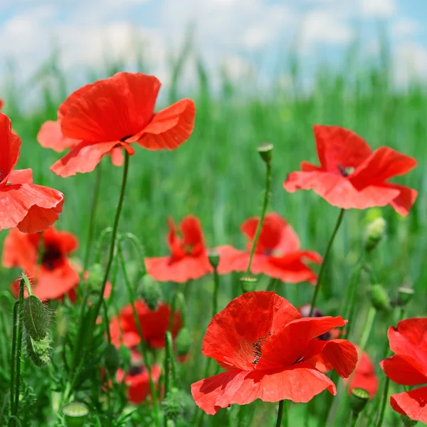 Amapolas rojas — Foto de Stock