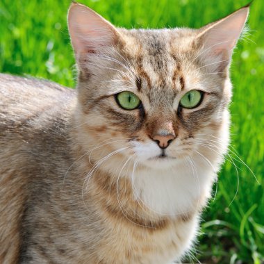 kedi bir arka planda yeşil çimen