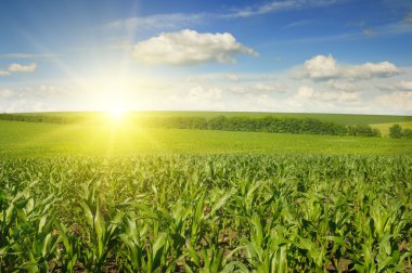Mısır tarlasında güzel gün batımı