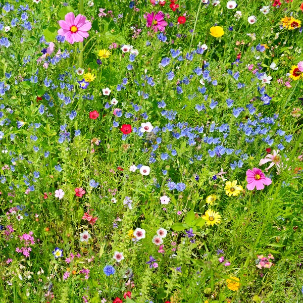 Flores selvagens no prado verde — Fotografia de Stock