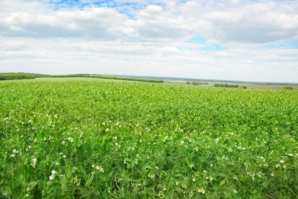 Горохове поле і блакитне небо — стокове фото