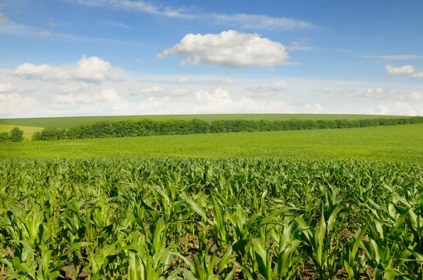 Kukorica a területen és a gyönyörű égbolt — Stock Fotó