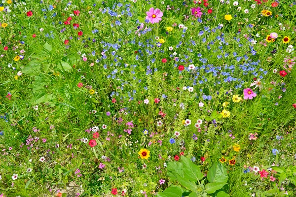 Wild flowers on green meadow — Stock Photo, Image