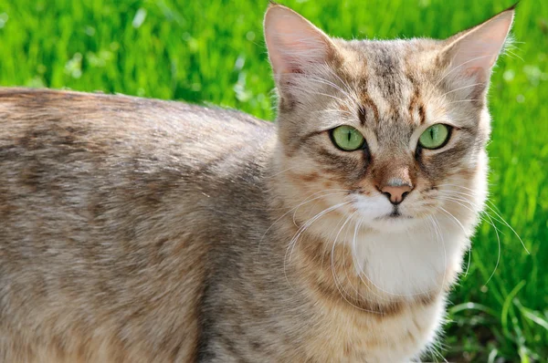 Kedi bir arka planda yeşil çimen — Stok fotoğraf
