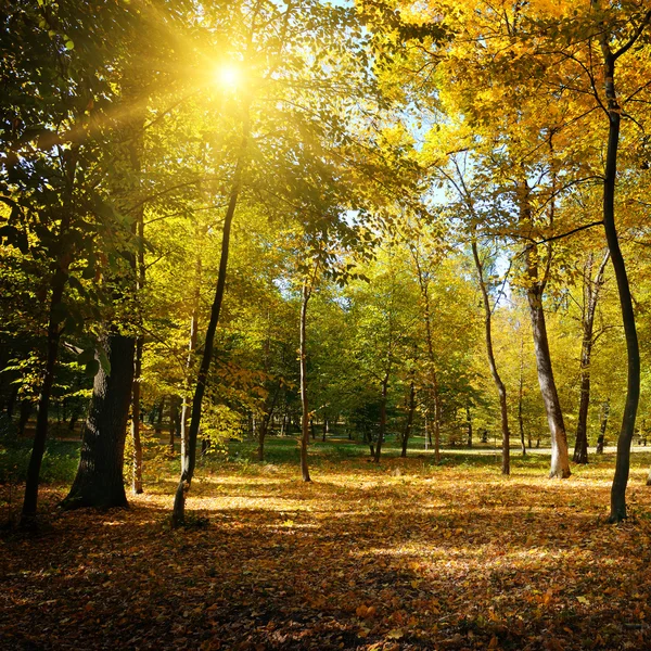 Rays of sun in autumn park — Stock Photo, Image