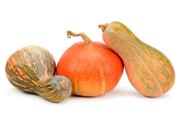 Collezione zucca — Foto Stock