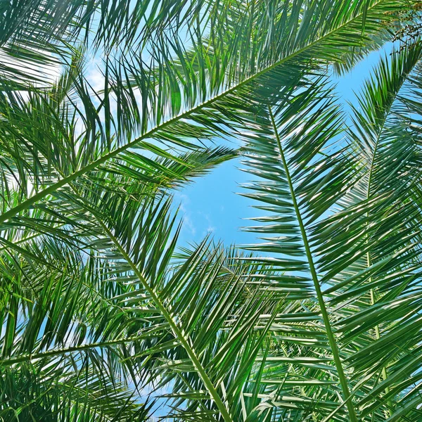 Větve stromu kokos na pozadí oblohy. — Stock fotografie