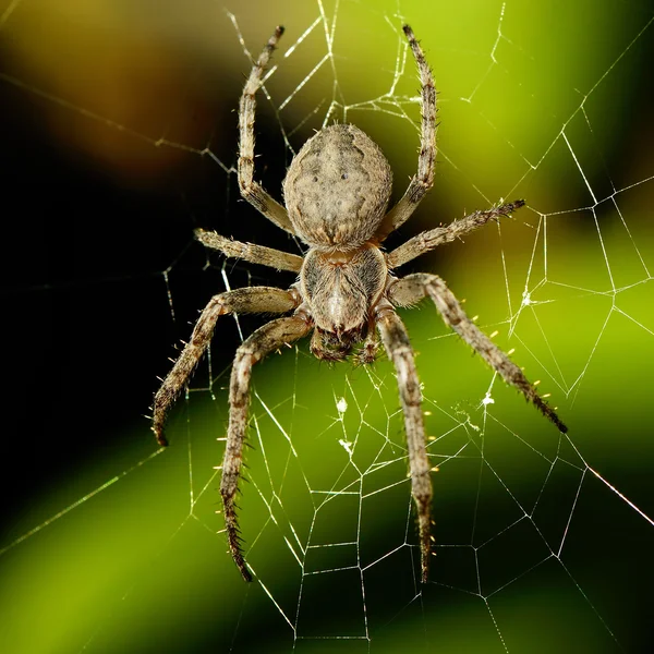 Große Spinne im Netz — Stockfoto