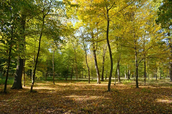 Opadłych liści w lesie jesienią — Zdjęcie stockowe