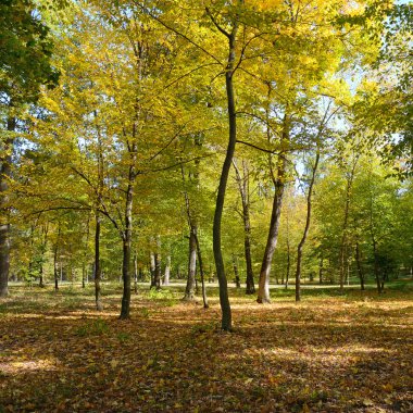 Sonbahar ormandaki düşen yapraklar