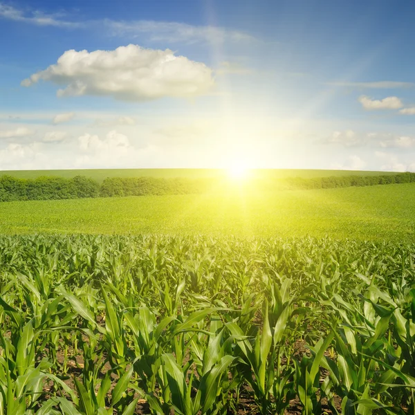 Beautiful sunset on corn field — Stock Photo, Image