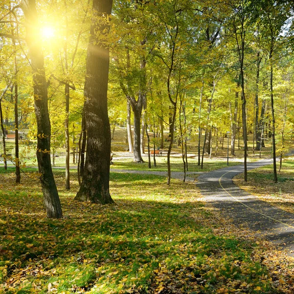 Stralen van de zon in de herfst park — Stockfoto