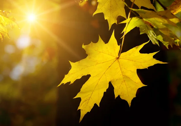 Hoja de arce de otoño al sol — Foto de Stock