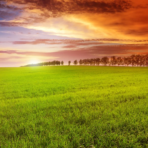 Beautiful sunset on spring field — Stock Photo, Image