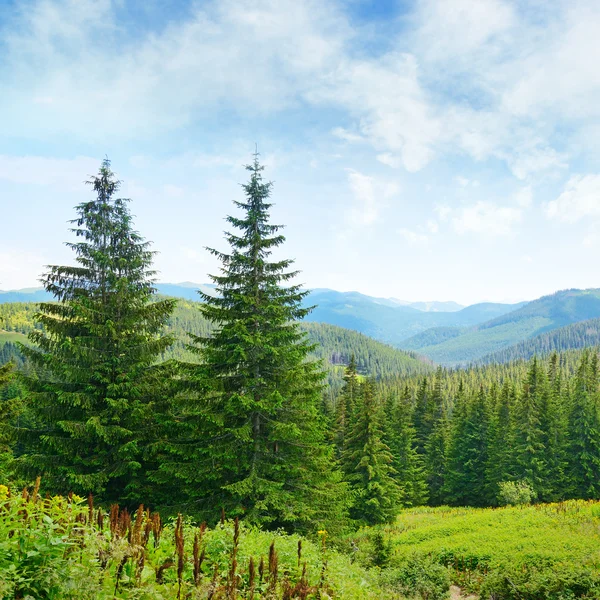 Schöne Kiefern auf hohen Bergen im Hintergrund. — Stockfoto