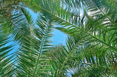 Branches of a coconut tree on background sky. clipart