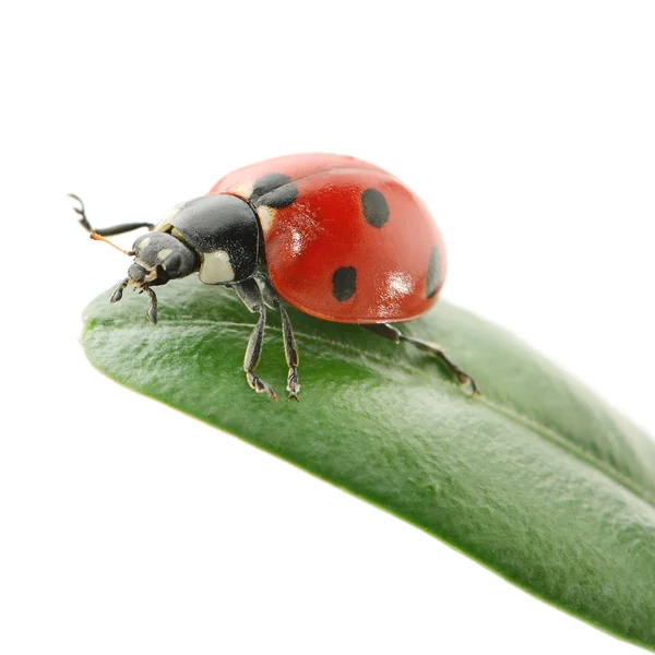 Coccinella su foglia verde — Foto Stock