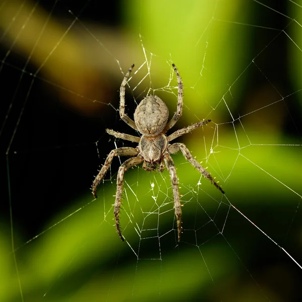 Grande aranha na teia — Fotografia de Stock