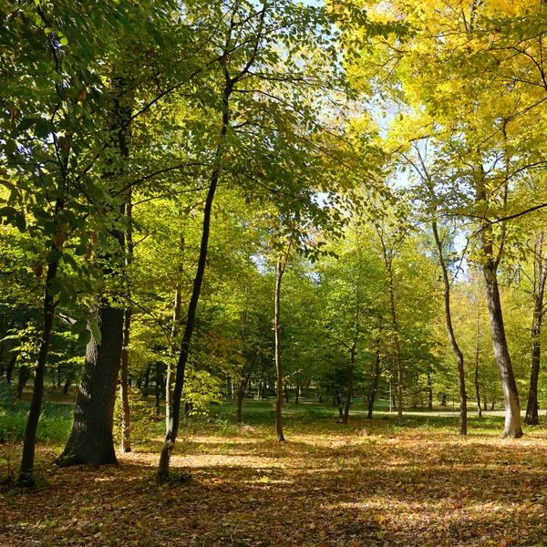 Gevallen bladeren in de herfst bos — Stockfoto