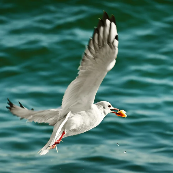 Seagull with food in beak — Stock Photo, Image