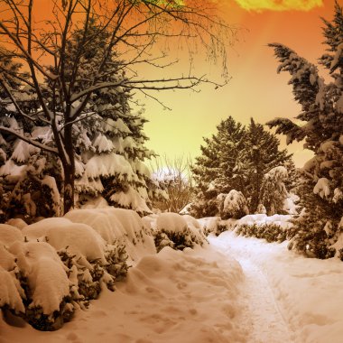 karlı ormanda güzel gün batımı