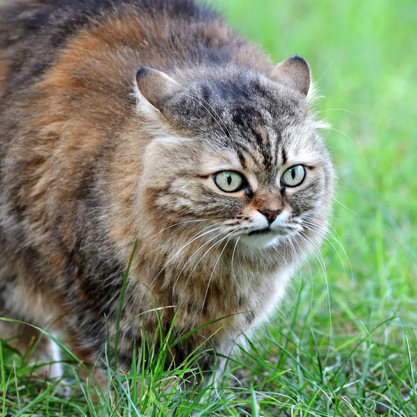 Cat on background of green grass — Stock Photo, Image