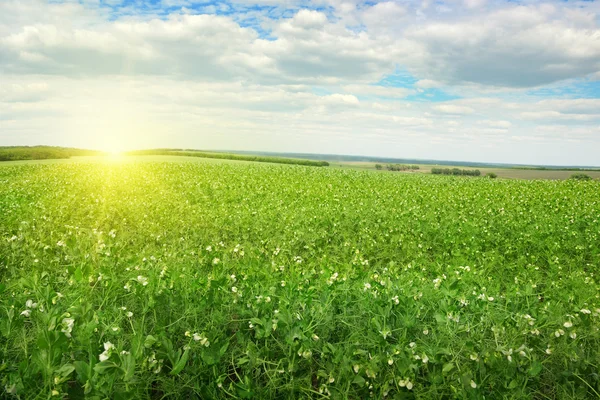 Beau lever de soleil sur le pois des champs — Photo