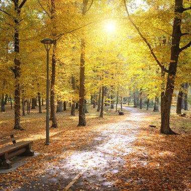 Sonbahar park ve düşen yapraklar
