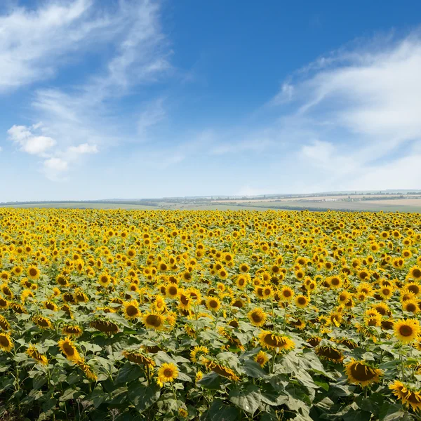 Blooming sunflower plantation and blue sky — Stock Photo, Image