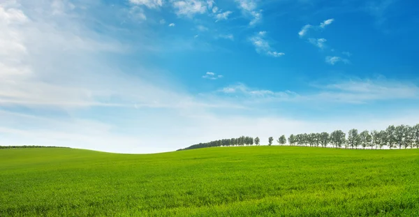 Wiosenna łąka i błękitne niebo — Zdjęcie stockowe