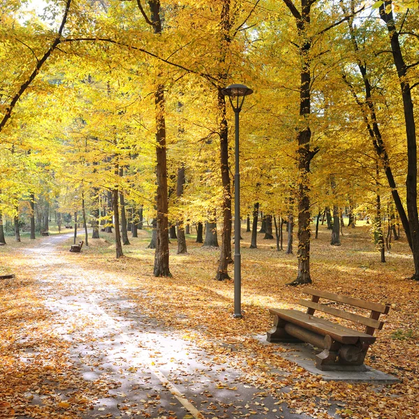 Herfst park en gevallen bladeren — Stockfoto