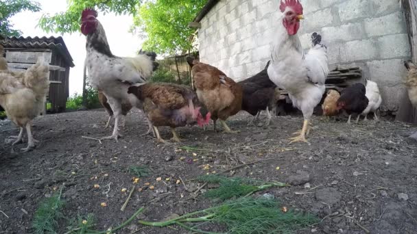 Gallo y gallinas — Vídeo de stock