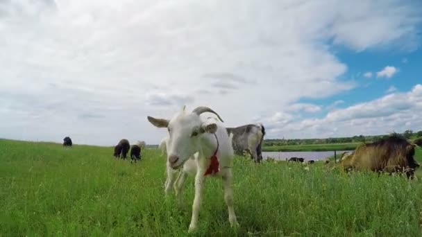 Witte geit op het weitje. — Stockvideo