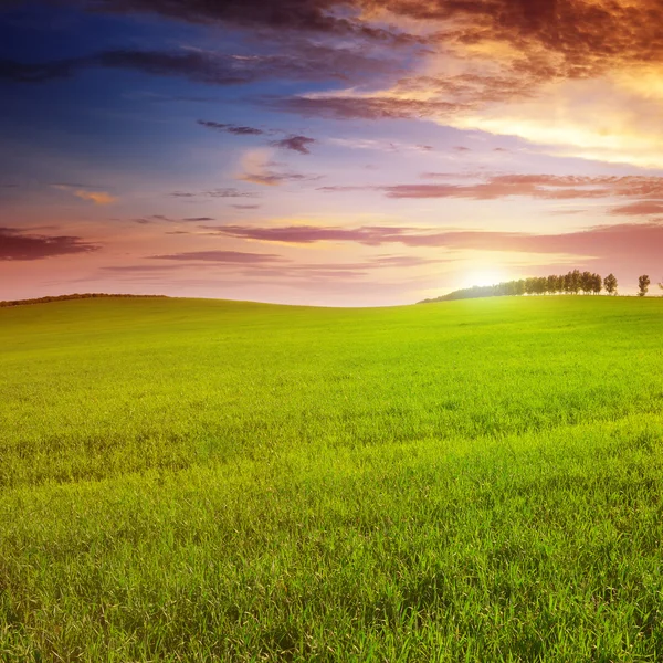 Hermoso atardecer en campo de primavera —  Fotos de Stock